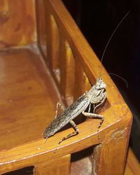 Close-up of lizard on wood