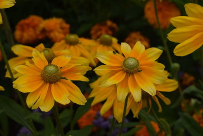 Close-up of yellow flowering plant in park