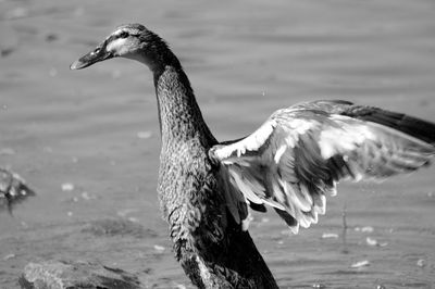 Side view of a bird against the lake