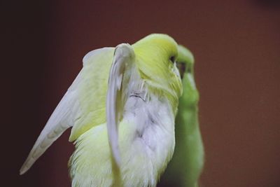 Close-up of parrot perching on leaf