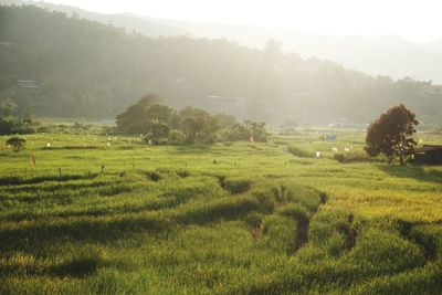 Scenic view of agricultural field against sky