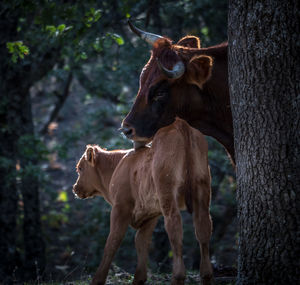 Horses in a field