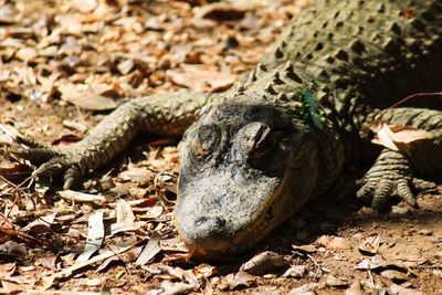 Sleepy alligator