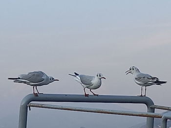 Seagulls perching on railing against the sky