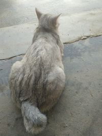 High angle view of cat sitting outdoors