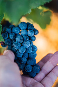 Cropped hand of person holding grapes