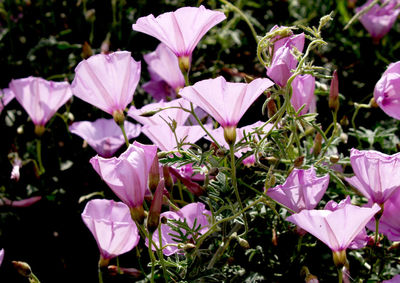 Close-up of pink flowers blooming outdoors