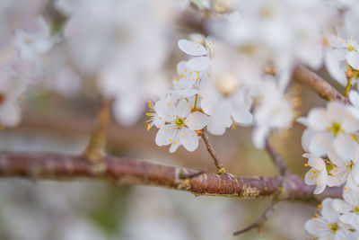 Beautiful plum tree branches full with white flowers in spring.