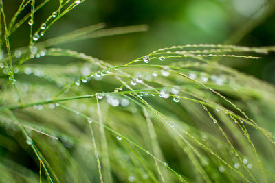 Close-up of wet plants during rainy season