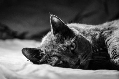 Close-up of a cat lying on bed