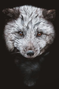 Close-up portrait of a cat