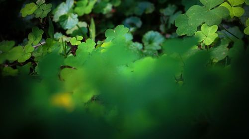 Full frame shot of leaves floating on water