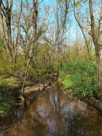 View of trees in forest