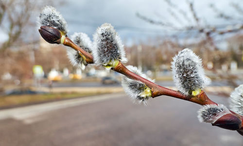 Close-up of frost on plant during winter