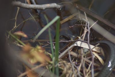 Close-up of a bird on a land