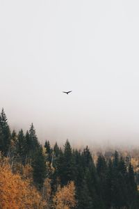 View of birds flying in the sky