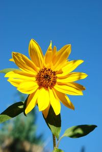 Close-up of sunflower against clear blue sky