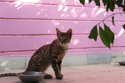 Beautiful tabby cat sitting next to a food bowl, 
