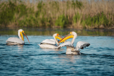 Close-up of pelicans swimming in lake