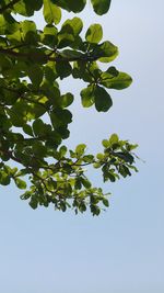 Low angle view of tree against clear blue sky