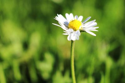 Close-up of white daisy flowers