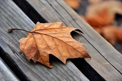 Close-up of dry maple leaf on wood
