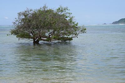 Tree by sea against sky