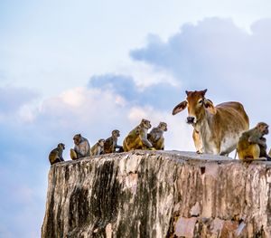 Low angle view of animal on rock against sky