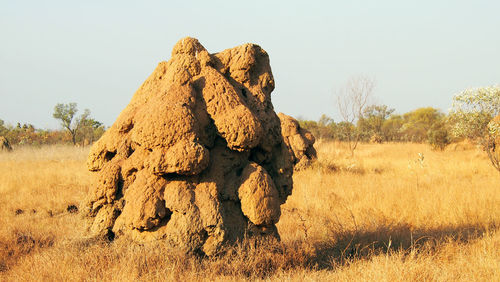 Full frame shot of tree on field against clear sky