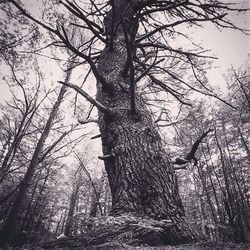 Low angle view of bare trees in forest