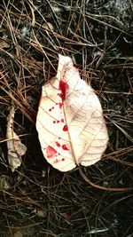 Close-up of autumnal leaves