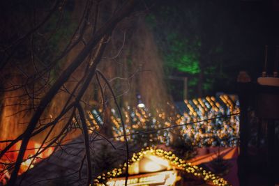 Illuminated trees at night