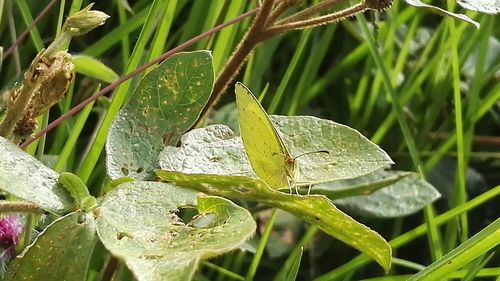 Close-up of plant