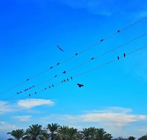 Low angle view of power lines against blue sky