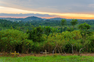 Trees on landscape against sky at sunset