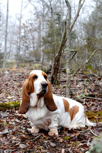 Dog sitting on ground in forest