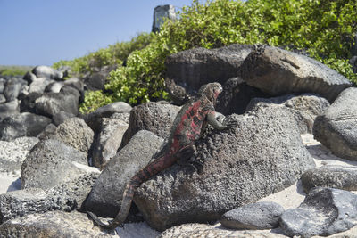 Marine iguana, amblyrhynchus cristatus, also sea, saltwater, or galapagos marine iguana. 