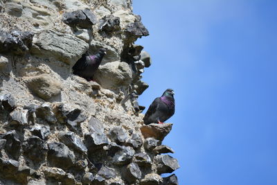 Low angle view of bird perching on rock