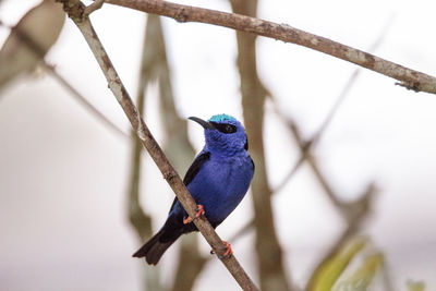 Close-up of bird perching on branch