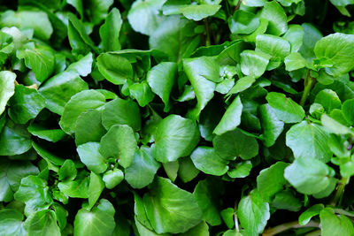 Detail shot of green leaves