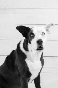 domestic animals