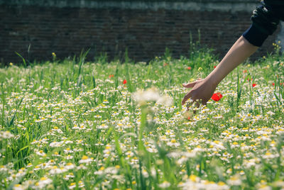 Close-up of hand on flowering plants on field