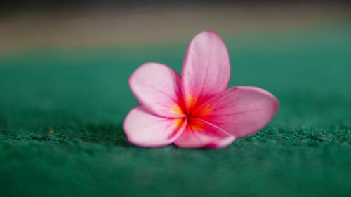 Close-up of pink flower