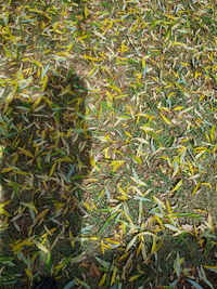 Full frame shot of plants