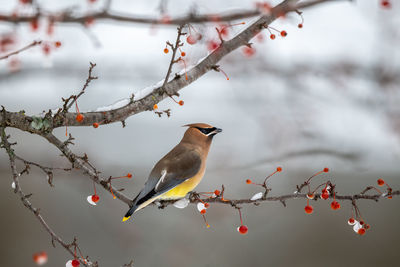 Bird perching on branch