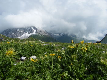 Scenic view of flowering plants and mountains against sky