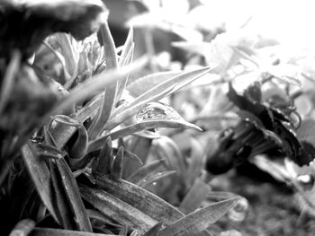 growth