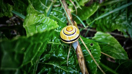 Close-up of snail on water