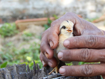 Close-up of hand holding bird