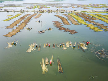 Farmers are busy separating jute fibre from stalks in a water body in natore district, bangladesh.